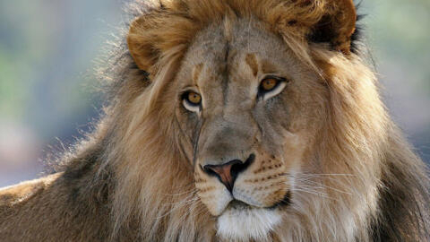 [Image d'illustration] des lions sont désormais achetés au Pakistan dans l'objectif d'en faire des animaux domestiques.