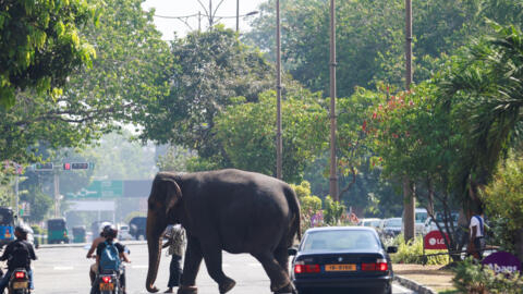 一年一度的纳瓦姆-佩拉赫拉 (Nawam Perahera) 或寺庙街头游行之前，一名象夫和他的大象穿过一条主干道 2024年2月23日科伦坡