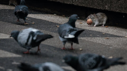 A rat picking up scraps on the streets of Paris, on 19 February 2024.