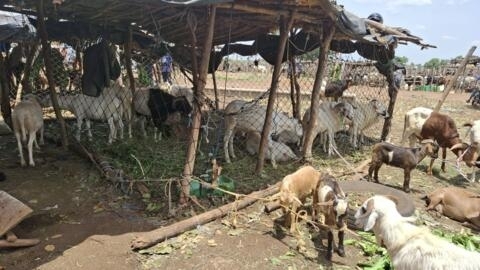  Ferkessédougou, sagalɔgɔ  Côte d'Ivoire jamana na.