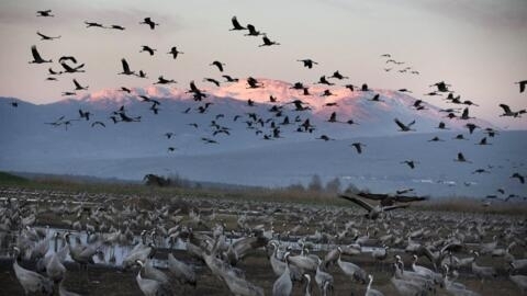 Gray cranes fly at sunset above the Agamon Hula Lake in the Hula Valley of northern Israel.