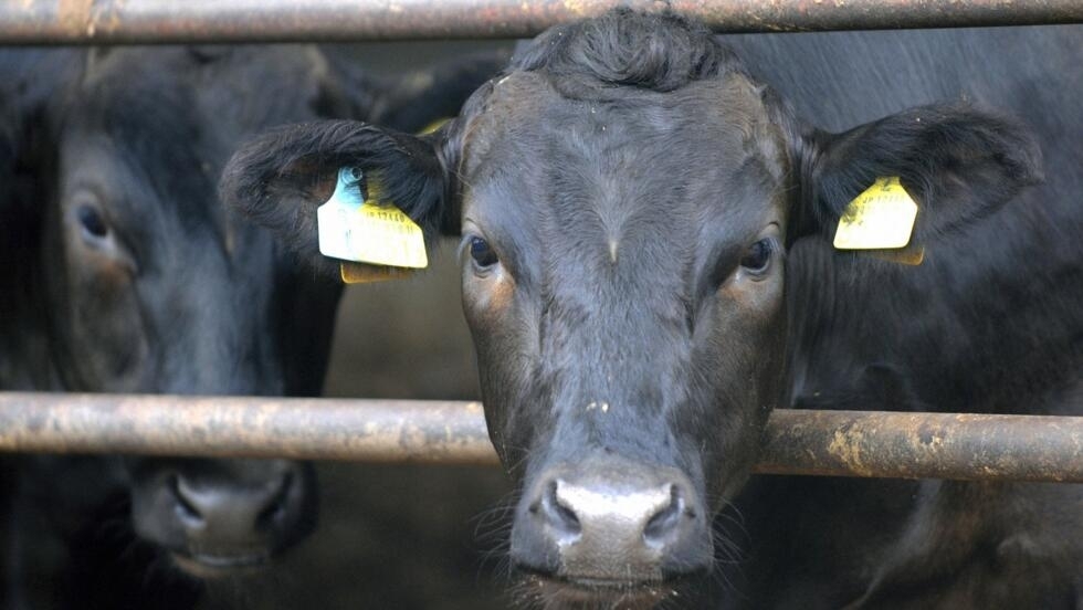 Diversas províncias japonesas receberam carne contaminada na última semana