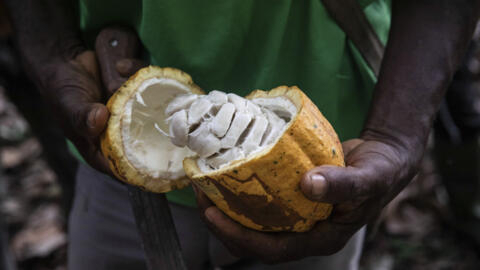 存檔圖片 / [原材料]專欄：可可價格重挫可能會出現翻轉。
Image Archive / Côte d'Ivoire : un agriculteur ouvre une cabosse de cacao à Divo, dans le centre-ouest du pays, le 19 novembre 2023. (illustration)