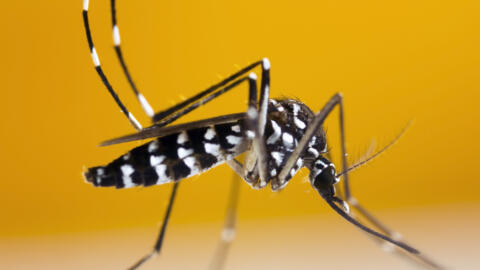 The tiger mosquito is a vector for viruses such as chikungunya and dengue fever.