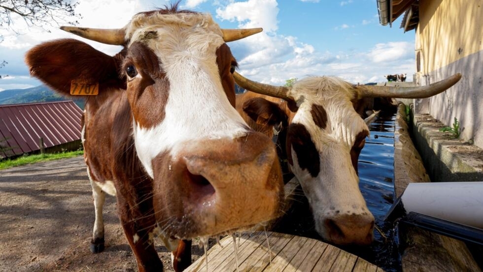 Methane emissions from cows, sheep and pigs will be targeted as part of efforts to reduce Denmark's greenhouse gas emissions by 70 percent from 1990 levels. 