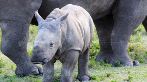 A white rhinoceros was born on Saturday at Montpellier Zoo, a first for this wildlife park in the south of France, the municipal authorities and the zoo announced on Wednesday.