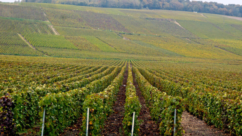 一些葡萄酒种植者已经开始采取行动尝试应对气候变化措施