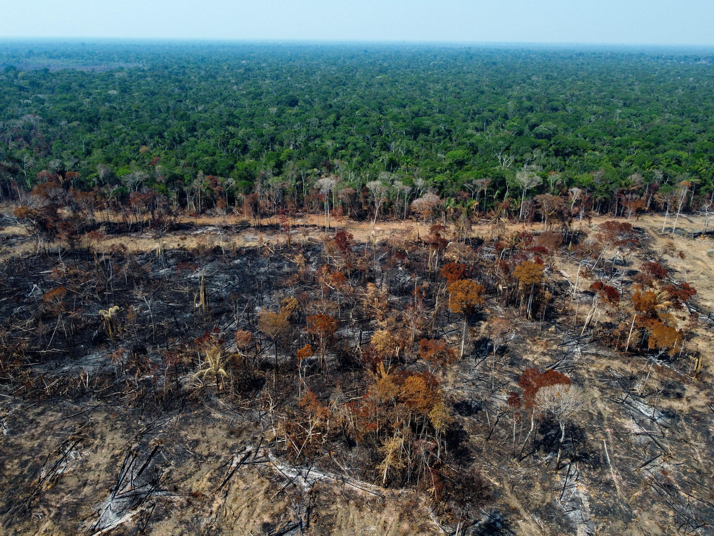 Cerrado e Amazônia (foto) concentram 86% das áreas queimadas no Brasil nos últimos 39 anos. (Foto de 28/022024)