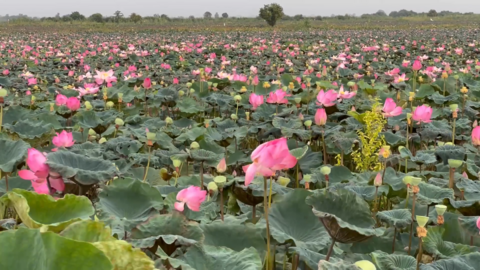 កសិករដាំឈូក៖ ចំណូលពីការដាំឈូកមិនសូវសល់ ដោយសារការចំណាយថ្លៃដើមផលិតខ្ពស់