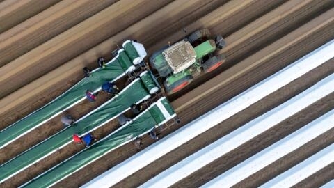 Workers use a tractor to cover an asparagus field with mulching plastics in Brandenburg, eastern Germany, in February 2024.