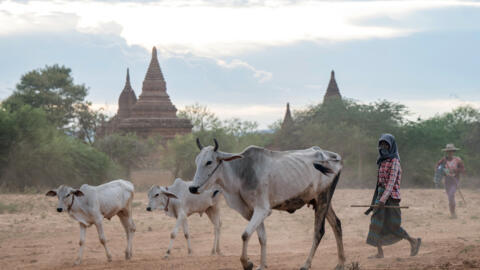 This photo taken on July 8, 2024 shows herdes walking with cattle past temples in Bagan in Myanmar's central Mandalay Region. The domes and spires of Myanmar's temple city of Bagan mark an island of calm in the country's raging civil war, but with conflict keeping tourists away locals are struggling to make ends meet. (Photo by Sai Aung MAIN / AFP)