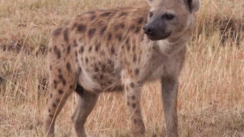 Spotted hyenas are known to jump at the chance to crunch a porcupine or warthog, both herbivores who don’t stand a chance against the formidable predators.