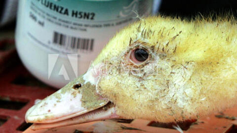 A duck is vaccinated with the H5N2 vaccine in a poultry farm in Buanes, southwestern France.