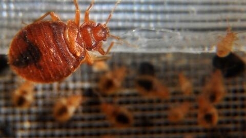 Bed bugs crawl around in a container.