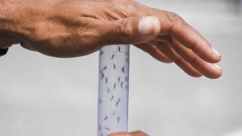 Expertos del Instituto brasileño Fiocruz liberan mosquitos infectados con una bacteria que les impide propagar el dengue, en Río de Janeiro, Brasil, el 29 de agosto de 2017. Imagen de ilustración.