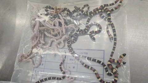 Les serpents confisqués de contrebande au bureau des douanes de Shenzhen.