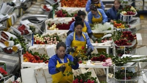 Trabajadores empacan rosas para ser enviadas a los EE.UU. antes del Día de San Valentín, el día festivo más importante del año para las ventas de flores recién cortadas en la empresa de flores Mongibello en Chía, al norte de Bogotá, Colombia, el miércoles 31 de enero de 2024. (AP Photo/Fernando Vergara)