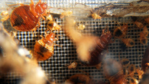 A tenth of all French households are believed to have had a bed bug problem over the past few years.