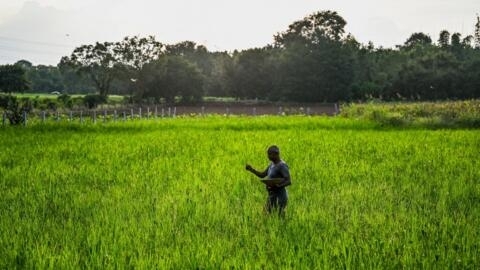 Un agriculteur saupoudre de l'engrais au phosphate diammonique, communément appelé DAP, sur une récolte d'éleusine poussant dans son champ, dans la banlieue de Bangalore en Inde, le 14 octobre 2022. (Image d'illustration)