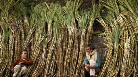 Des producteurs indiens de canne à sucre attendent des acheteurs sur un marché à Jammu, en Inde, le dimanche 4 mars 2012.