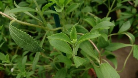 El uso de la stevia por la empresa Coca Cola es uno de los casos emblemáticos de lo que se denomina "biopiratería".