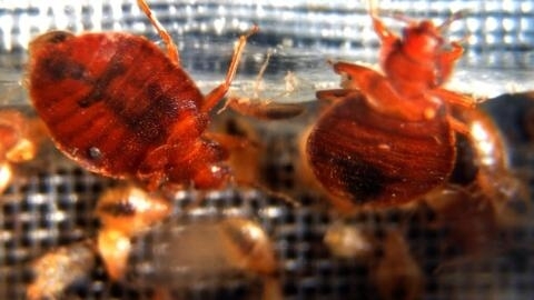 Photo displayed during the 2nd National Bed Bug Summit in Washington, DC, 2011 shows bed bugs crawling around in a container.