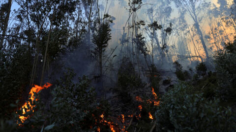 Colômbia pede ajuda à ONU por 'desastre natural' devido a incêndios florestais