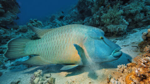Le labre géant (Cheilinus undulatus), aussi appelé le napoléon, est un poisson que l'on trouve dans les eaux tropicales de l'Océan Indien, la Mer Rouge et l'Océan Pacifique.