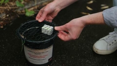 French health authorities set up traps to collect eggs and study tiger mosquito population near the Stade de France, in Saint-Denis, on the outskirts of Paris, on 28 May, 2024.