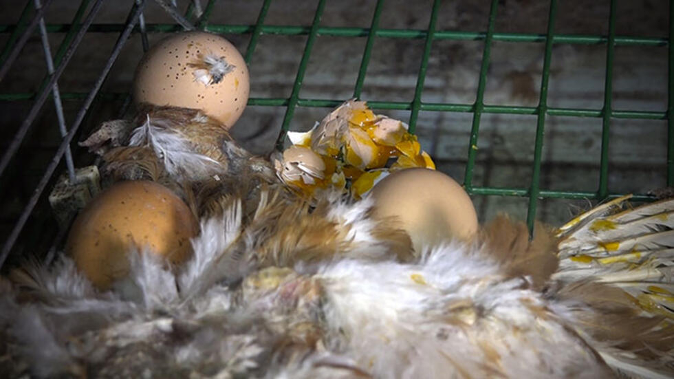 Galinhas mortas bloqueiam ovos na granja Gaec du Perrat, denuncia a ONG L214.
