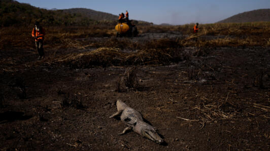 Jacaré carbonizado é visto em área queimada de Corumbá, no Pantanal em Mato Grosso do Sul. (14/06/2024)