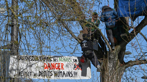 Militantes ecologistas, apelidados de "esquilos", se penduraram em árvores no trajeto da rodovia A69, entre Castres e Toulouse, desde agosto de 2023.