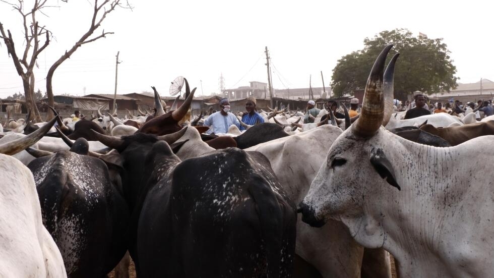 Du bétail au marché de Tulaku, vers Accra.