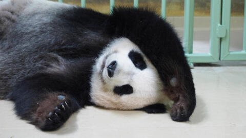 关于大熊猫的报道图片