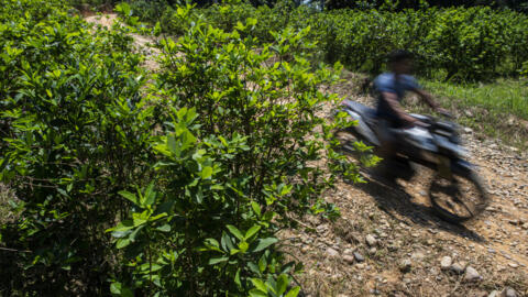 Plantador passa de moto por plantas de coca no distrito de Vizcatan del Ene, no Peru, em 18/09/21.