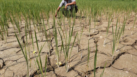 2015年9月8日，印度艾哈迈达巴德的一片干旱的稻田。 在亚洲等一些地区，厄尔尼诺现象可能导致严重干旱。