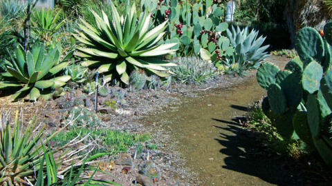 Ruth Bancroft Garden, Walnut Creek, California