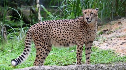 India’s native Asiatic cheetahs were officially declared extinct in 1952.