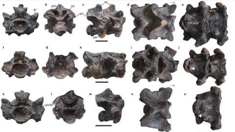 Precloacal vertebrae of Vasuki indicus, the longest snake skeleton ever found.