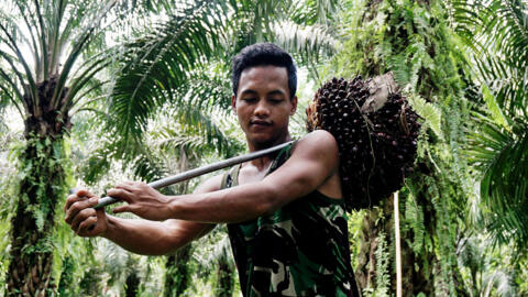 RFI Image Archive / L’Indonésie brade ses stocks d’huile de palme après des mois de restriction à l’export. Ici, un ouvrier récolte des noix de palme à Sumatra. (illustration)
存档照片 / 印度尼西亚廉价促销其库存棕榈油。（臆想图）