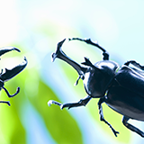 テントウムシ1匹は1か所のヨトウムシの卵（100個くらい？）をすべて食べきれますか？ 食べきれないことが原因でヨトウムシ被害が増えることはありますか？