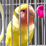 うちのインコ(メス、四歳になったばかり)が12/18にタマゴを産みました。つがいではないので無精卵です。 問題なのは、18日に産んだばかりなのになんだかまた肛門付近がポニョポニョしているのです。表現が難しいのですが柔らかいようなでもタマゴがあるような気もするのですが素人判断です。
しかも体重が昨日は39.2グラムでその時点で今までで一番重かったのに今日の体重は40.7グラムでとうとう初の4...