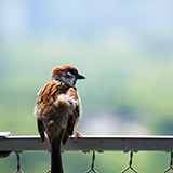 大きな動物は、大きな鳴き声なのですか？ 体の大きさと鳴き声の大きさは、関係あるのでしょうか？