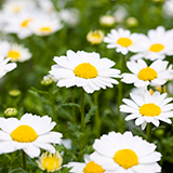 嫌いな先輩に花束を送らなければならなくなりました。花束にスノードロップ(あなたの死を望みます)やトリカブト(復讐)などのマイナスな花言葉を持つ花を沢山入れてもいいでしょうか？