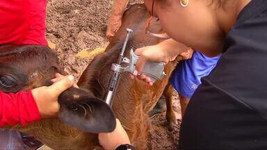 Inter TV Rural - Edição de domingo, 05/05/2024 - Inter TV Rural - Edição de domingo, 05/05/2024