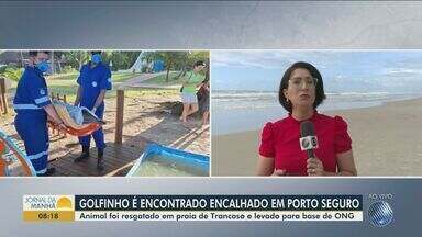 Golfinho é encontrado encalhado em praia da Bahia - Animal foi resgatado em praia de Trancoso, em Porto Seguro e levado para base de ONG.