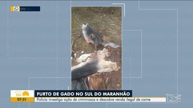 Polícia investiga furto de gado e descobre venda ilegal de carne no Sul do estado - A repórter Sarah Ribeiro fala sobre o assunto na manhã desta quarta-feira (10) no Bom Dia Mirante.