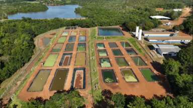 Descubra qual o limite de tilápias por tanque - Agrônomo explica a conta.