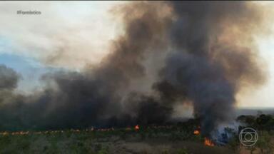 O STF autorizou o Governo Federal a fazer gastos extras para combater os incêndios - Neste domingo, o fogo atingiu o Parque Nacional de Brasília e chegou muito perto das casas, na região.