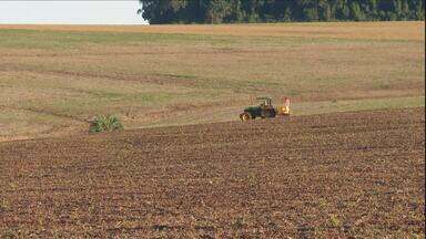 Plantio de trigo no RS deve ter 50 mil hectares a menos do que na safra passada - Última safra já havia sido prejudicada pelo excesso de umidade e teve uma quebra de 30%.